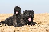 BOUVIER DES FLANDRES 167